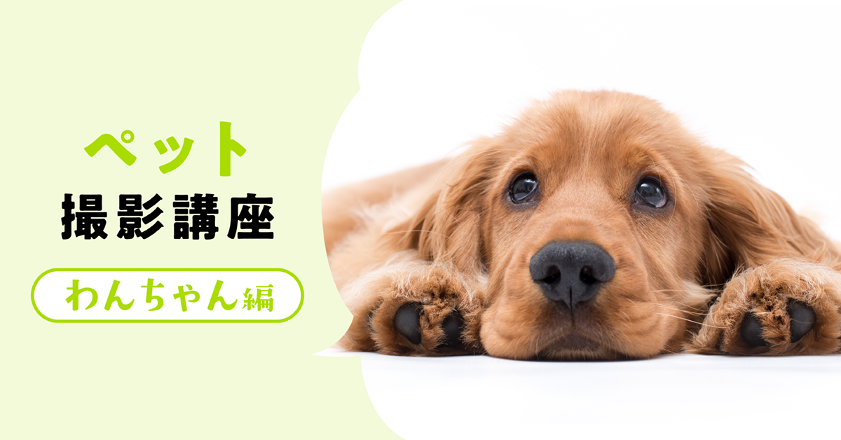 ペット撮影講座（わんちゃん編）