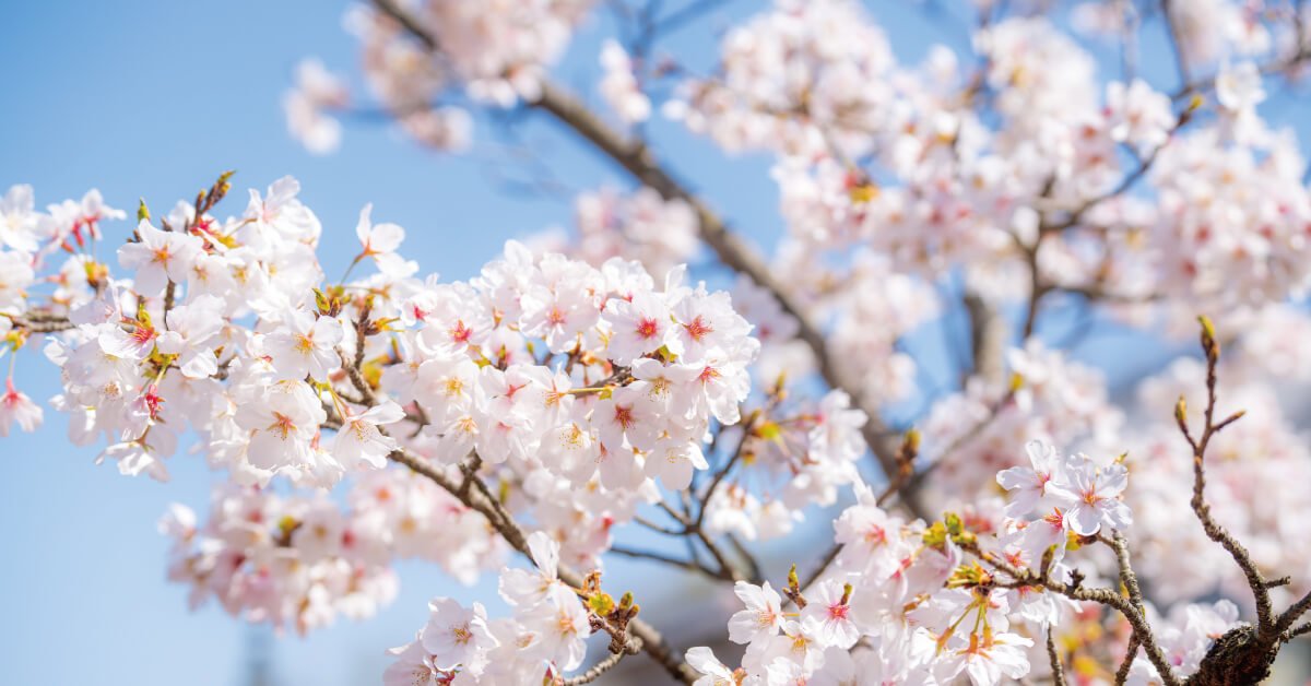 春を切り撮る♪桜スナップ撮影体験